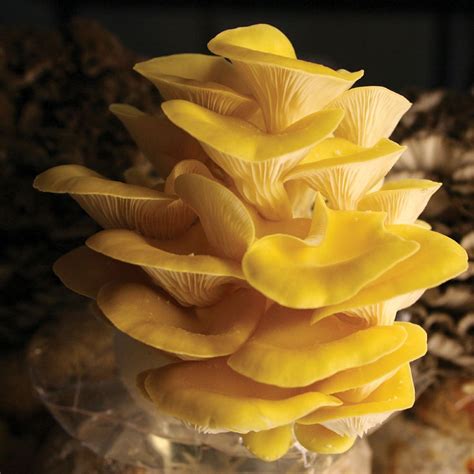 How To Store Golden Oyster Mushrooms Storables