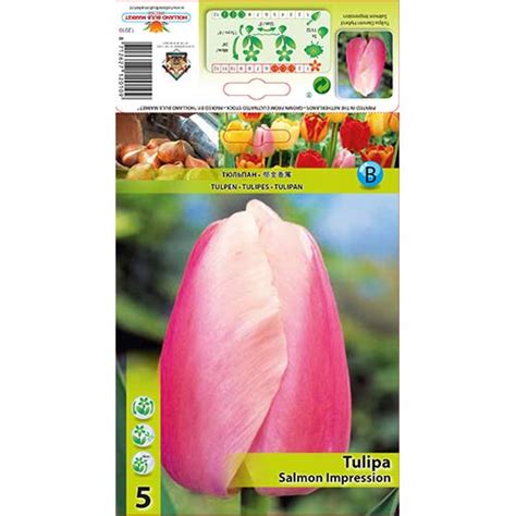 Tulip Salmon Impression 67824 Sibulad Osta Soodsamalt GradinaMax Ee