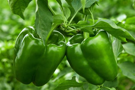 How To Fertilize Pepper Plants For A Big Harvest The Secrets To Success