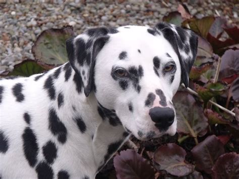 Dalmatian breeders in Ireland - Puppies for sale Dogs for sale Pups for ...