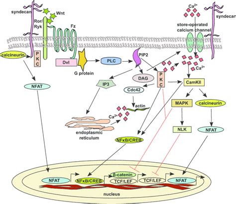 The Non Canonical Wnt Calcium Pathway Upon Wnt Binding The Frizzled