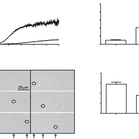 Platelet Adhesion To Vwf Induces Clustering Of Gpib A Freshly