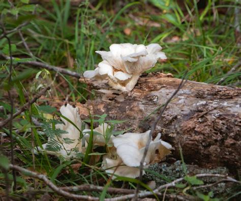 Oyster Mushroom Identification And Common Look Alikes