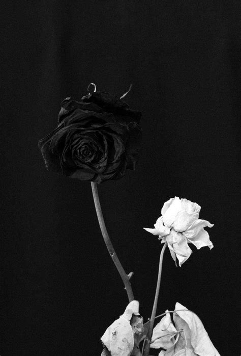 Schwarze Rosen Tumblr Fotografie