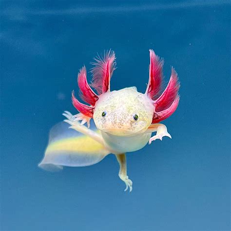 Gfp Leucistic Axolotl Axolotls For Sale Axolotl Planet