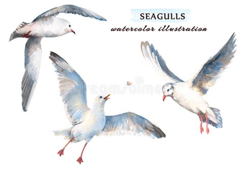 Mouettes D Aquarelle Illustration Stock Illustration Du Aquarelle