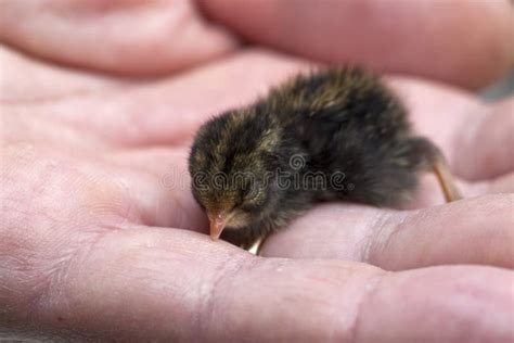 Baby Quail Stock Image Image Of Hand Flight Just Perched 13113357