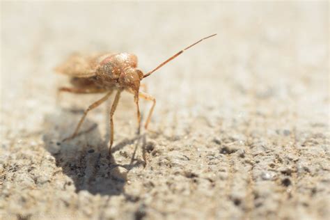 Bugs On The Concrete Mark Horton