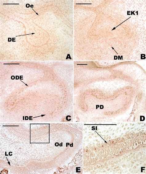 Figure From Immunolocalization Of Bmp Fgf And Wnt B In The