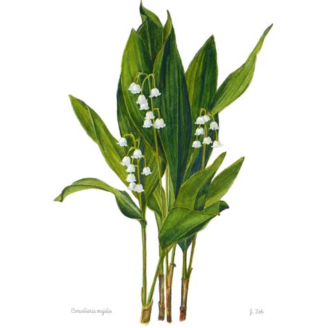 Lily Of The Valley Botanical Print Convallaria Majalis Floral Etsy