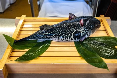 Brazilian Man Dies After Cooking And Eating Highly Poisonous Pufferfish