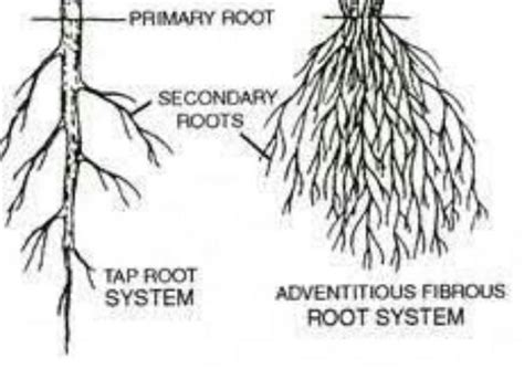 Differentiate Between Fibrous And Adventitious Roots