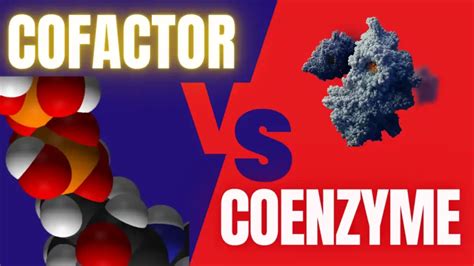 Coenzyme Vs Cofactor Whats The Difference Review Sciencecodons