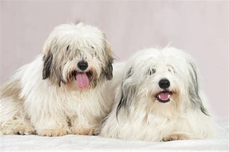 Coton De TulÃ©ar Dogs Stock Image Image Of Breed Sitting 28566511