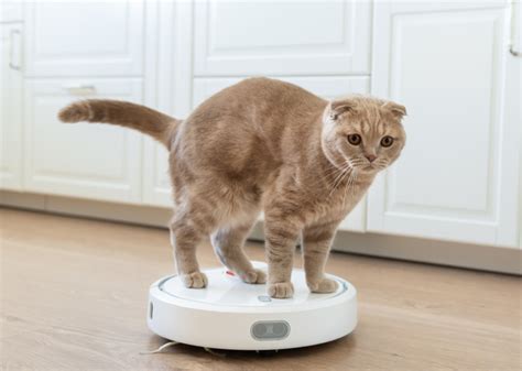 10 Cat On A Roomba S And Videos To Make You Laugh Pangovet