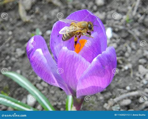 Macro Picture Of A Bee On Crocus Flower Stock Image Image Of