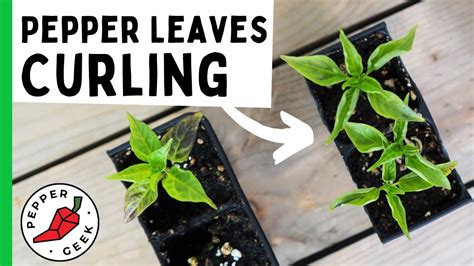 Why Are My Pepper Plant Leaves Curling How To Stop Leaf Roll Pepper