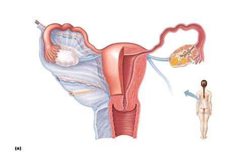 Female Uterus Diagram Diagram Quizlet