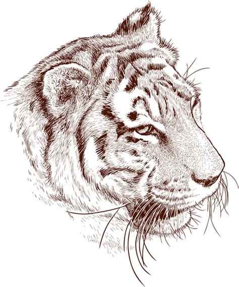 Sketch Of Lying Tiger Stock Vector By ©alekseimakarov 91392790