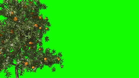 3d Render Orange Tree In Wind Green Screen Stock Motion Graphics Sbv 338547106 Storyblocks