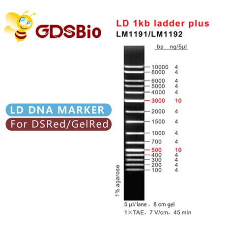 1000bp DNA Marker Electrophoresis Gel Electrophoresis 1 Kb Dna Ladder