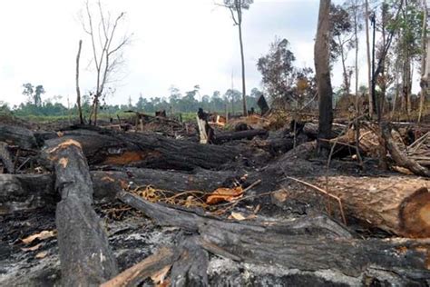 Kerusakan Hutan Alam Archives Mongabay Co Id