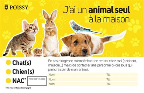 Jai un animal seul chez moi la nouvelle carte à adopter en mairie