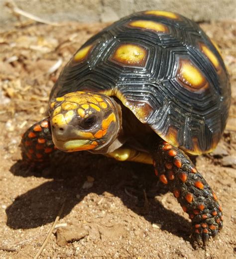 Redfoot Tortoise For Sale Near Me Risala Blog