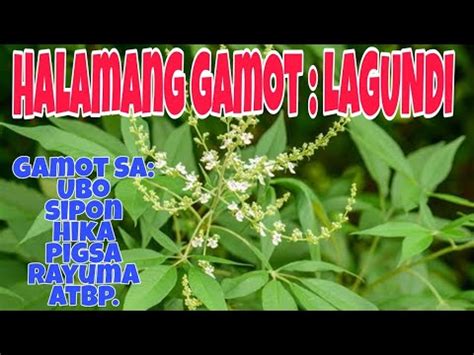 Lagundi Bilang Halamang Gamot Mabisang Gamot Sa Ubo Sipon Hika Atbp