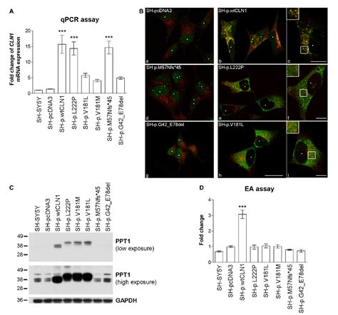 Figure 1 From The Networks Of Genes Encoding Palmitoylated Proteins In