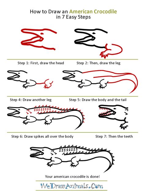 How to Draw an American Crocodile