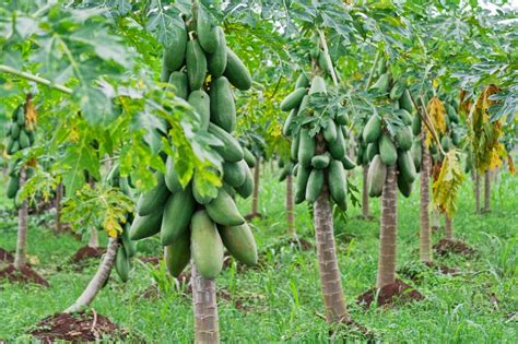 How Gmo Technology Saved The Papaya Food Insight