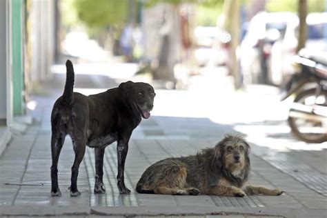 Día internacional del perro callejero por qué se festeja el 27 de