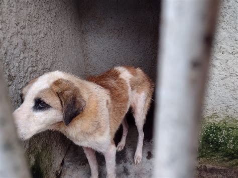 300 cães em situação de maus tratos são encontrados em casa