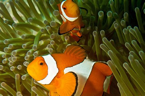 anemone clownfish saddleback clownfish sea anemone koh tao black