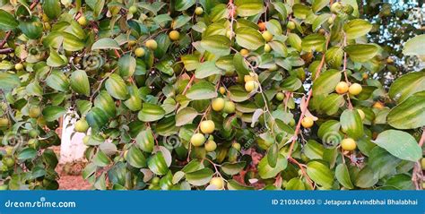 Indian Tree Ber Stock Image Image Of Evergreen Fruit 210363403