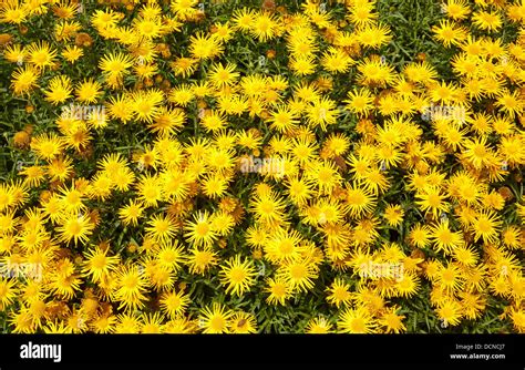 Dense Growth Of Doronicum Flowers In An Herbaceous Border Of An