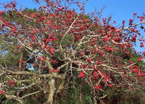 Silk Cotton Tree - ARUNACHALA LAND