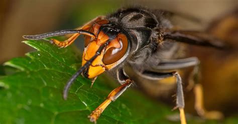 Asian Hornets Theory Explains How Major Threat To Uk Bees Got Here Mirror Online