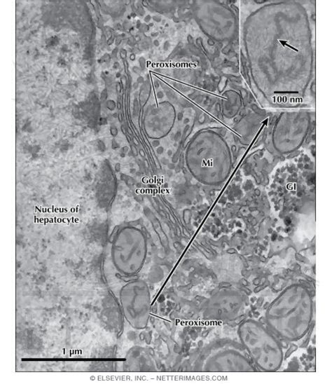 Liver Cell Electron Micrograph