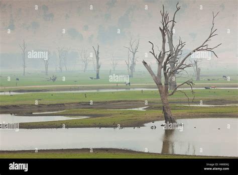 Australia Victoria Huon Landscape By Lake Hume With Forest Fire