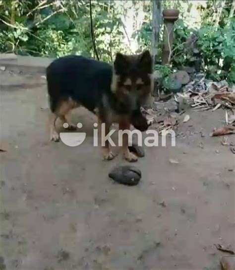 German Shepherd Female For Sale In Mawathagama Ikman