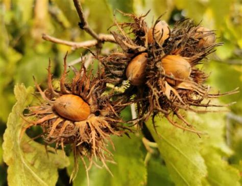 Turkish Hazel Tree Corylus Colurna Hazelnut Edible Fruit Tree Plant