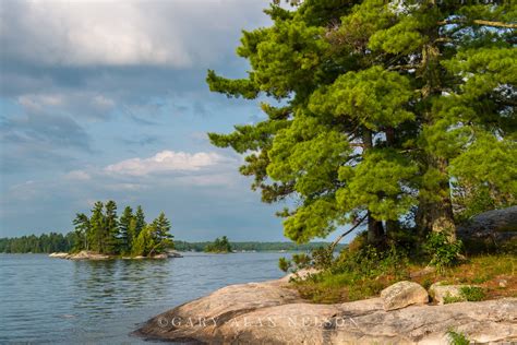 White Pines at Voyageurs National Park : MN14105 : Gary Alan Nelson ...