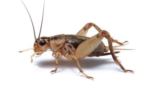 Cricket Bug