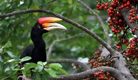 Burung Dilindungi Homecare