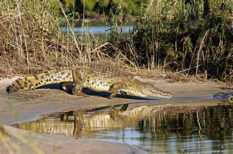 Crocodile Encounters near Victoria Falls, Crocodile Farm