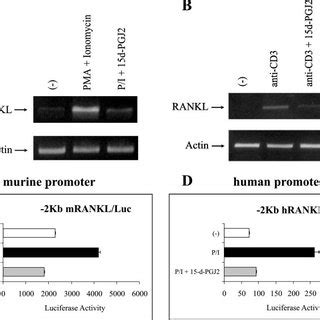 An Overview Of All Known Gc Inducible Anti Inflammatory Genes And Their