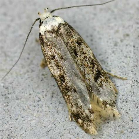 Carpet Moth Treatment Moth Control Silverfish Pest Control