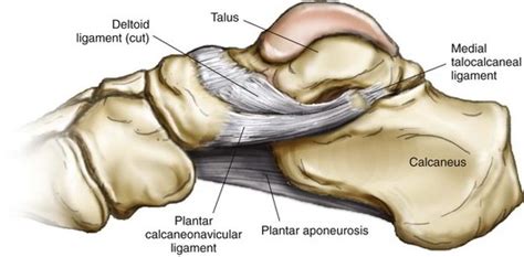 Talocalcaneal Ligament Earths Lab